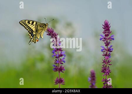 Schöner gelber, schwarzer, blauer und roter Schwalbenschwanzschmetterling der alten Welt, Papilio machaon, der auf einer Wiese wachsenden Salbeiblume sitzt. Grünes Gras. Stockfoto