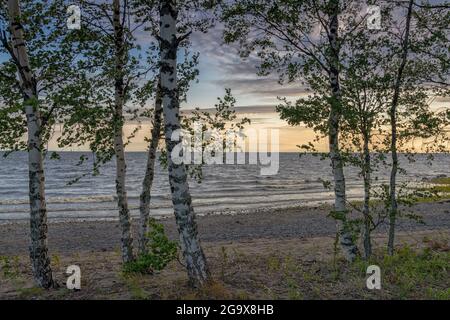 Viele Birken an der Ostsee mit Sandstrand und sanften Wellen bei Sonnenuntergang Stockfoto