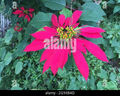 Ein wildes Exemplar der Puphorbia pulcherrima, der Poinsettia Stockfoto