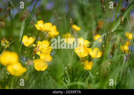 Ranunculus acris Meadow Buttercup hohe Butterblume selektiver Fokus gelbe Blüten Nahaufnahme Makro in der wilden Natur über unscharf floralen Hintergrund mit Stockfoto