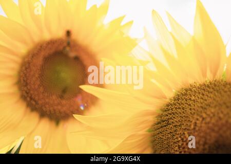Sonnenblumen mit geringer Schärfentiefe, verblasste Vintage-Optik Stockfoto