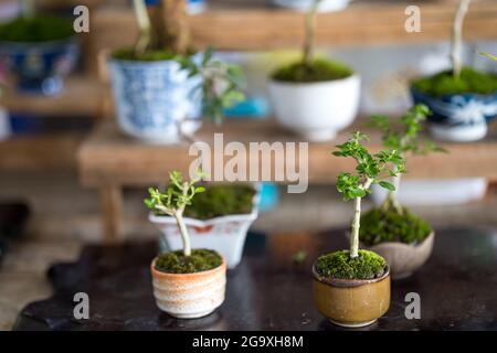 Selektive Fokusaufnahme von kleinen Bonsai-Bäumen in den Keramikgefäßen Stockfoto