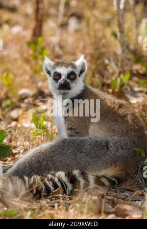 Ein wunderschönes Porträt eines einzigen Ringschwanzmaki, das eine entspannte, aber vorsichtliche Pose mit leuchtend roten Augen zeigt, die auf den Betrachter in Koah, Queensland, Australien, gerichtet sind. Stockfoto