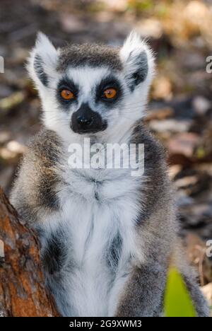 Ein wunderschönes Porträt eines einzigen Ringschwanzmaki, das eine entspannte, aber vorsichtliche Pose mit leuchtend roten Augen zeigt, die auf den Betrachter in Koah, Queensland, Australien, gerichtet sind. Stockfoto