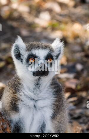 Ein wunderschönes Porträt eines einzigen Ringschwanzmaki, das eine entspannte, aber vorsichtliche Pose mit leuchtend roten Augen zeigt, die auf den Betrachter in Koah, Queensland, Australien, gerichtet sind. Stockfoto