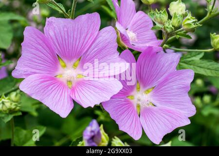 Malva alcea ist eine Pflanze aus der Malvenfamilie. Lila Malbe im Sommer, Karte mit Blumenmuster. Natur Hintergrund, blumige Tapete. Wilde Blumen. Ga Stockfoto
