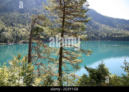 Im Vordergrund die Schlösser Neuschwannstein und Hohenschwangau Stockfoto