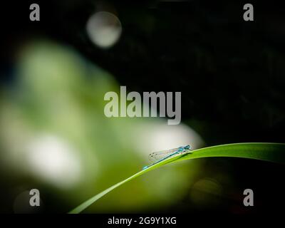 Damselfliege auf grünen Blättern. Eine männliche, variable Damselfliege. Variable Bluet. Coenagrion pulchellum. Schönheit in der Natur. Stockfoto