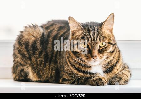 Die gestromte Katze sitzt auf einer Fensterbank und schaut sich um sich selbst. Stockfoto