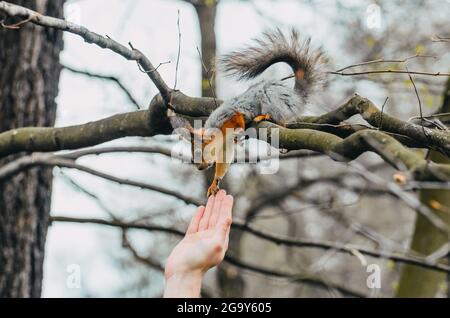 Eichhörnchen berührt eine menschliche Hand auf einem Baum in einem Frühlingswald. Stockfoto