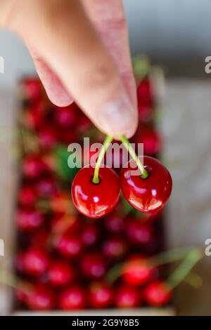 Unschärfe weibliche Hand halten und hängen zwei süße Kirschen Schwanz auf Handwerk faltig alten Papier Hintergrund und Box mit Kirschen. Bio-Lebensmittel. Sommerfrüchte Stockfoto