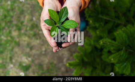 Nahaufnahme der Hände einer älteren Frau mit einem Apfelbaum, der sprießt. Oma hält eine Pflanze im Freien. Stockfoto