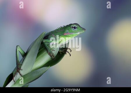 Jungtiere Mähne Waldeidechse auf einer Pflanze, Indonesien Stockfoto