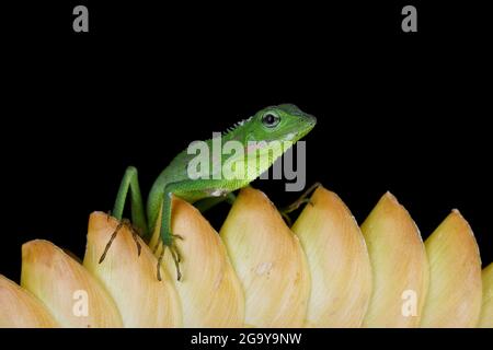 Jungtiere Mähne Waldeidechse auf einer Blume, Indonesien Stockfoto