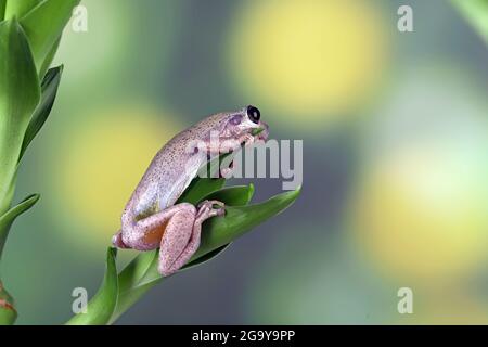 Nahaufnahme eines australischen grünen Baumfrosches auf einer Pflanze in Indonesien Stockfoto