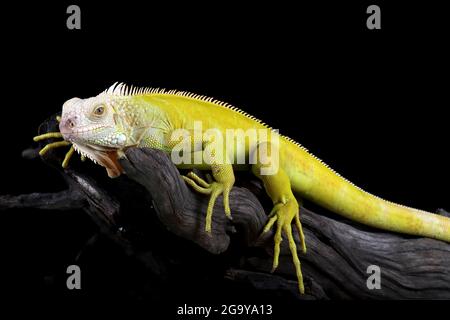 Nahaufnahme eines Albino-Leguans in einer Zweigstelle, Indonesien Stockfoto