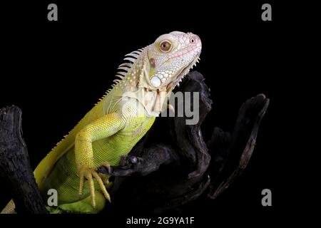 Nahaufnahme eines Albino-Leguans in einer Zweigstelle, Indonesien Stockfoto