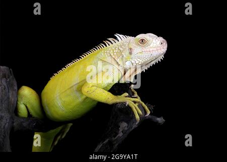 Nahaufnahme eines Albino-Leguans in einer Zweigstelle, Indonesien Stockfoto