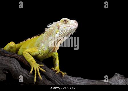 Nahaufnahme eines Albino-Leguans in einer Zweigstelle, Indonesien Stockfoto