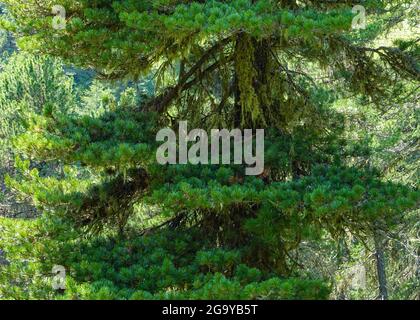 Sankt Jakob, Österreich. Juli 2021. Zweige der Zirbe, auch Arbe, Arve, Zirbe oder Zirbel genannt, im Nationalpark hohe Tauern im Defereggental in Tirol. Quelle: Patrick Pleul/dpa-Zentralbild/ZB/dpa/Alamy Live News Stockfoto