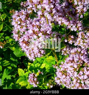 Origanum vulgare Blüten. Kulinarisches Kraut, Würzen, Aroma. Heilpflanze aus dem Garten in Sibirien Russland Stockfoto