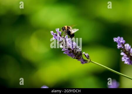 Eine Hummel ernährt sich von einer Lavendelblüte. Stockfoto