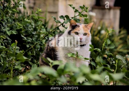 Stout calico Katze in einem Busch Stockfoto