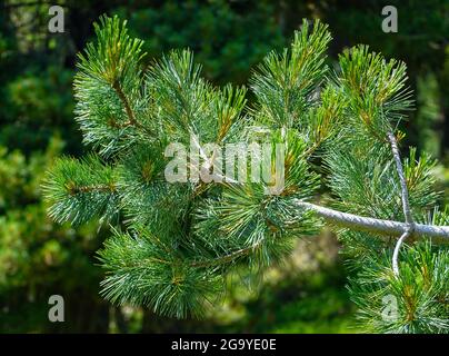 Sankt Jakob, Österreich. Juli 2021. Zweige der Zirbe, auch Arbe, Arve, Zirbe oder Zirbel genannt, im Nationalpark hohe Tauern im Defereggental in Tirol. Quelle: Patrick Pleul/dpa-Zentralbild/ZB/dpa/Alamy Live News Stockfoto