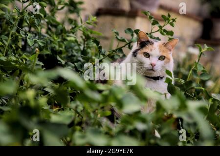 Stout calico Katze in einem Busch Stockfoto