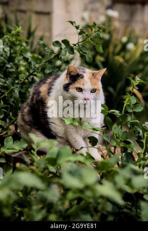 Stout calico Katze in einem Busch Stockfoto