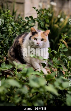 Stout calico Katze in einem Busch Stockfoto