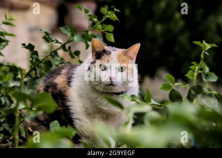 Stout calico Katze in einem Busch Stockfoto