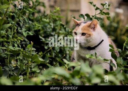 Stout calico Katze in einem Busch Stockfoto