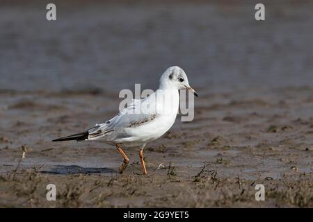 Blackhead Gull schweigend alles beobachten... Stockfoto