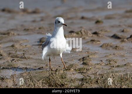 Blackhead Gull schweigend alles beobachten... Stockfoto