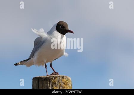 Blackhead Gull schweigend alles beobachten... Stockfoto