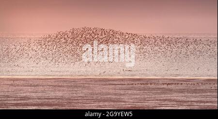 Watende Vögel murren über der Wash, Norfolk, East Anglia, Großbritannien Stockfoto