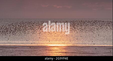 Watende Vögel murren über der Wash, Norfolk, East Anglia, Großbritannien Stockfoto