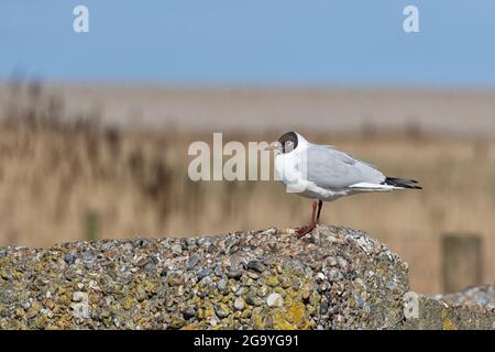 Blackhead Gull schweigend alles beobachten... Stockfoto