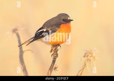 Flammenrobin (Petroica phoenicea) auf Artischockendistel (Cynala cardunculus) im Sonnenlicht, Australien Stockfoto