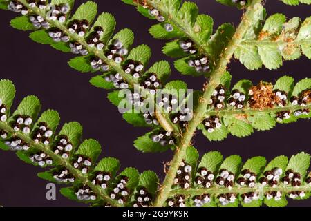 Sporangium sind die Kapseln von Sporen auf der Unterseite eines Fiddle-Head oder Male Fern. Diese sind bereit, Sporen im Spätsommer in Überfluss freizugeben Stockfoto