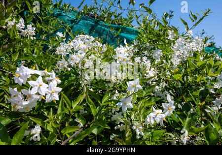 Jasmine Nachtschattenrebe (AKA Potato Climber & Potato Vine, Latein: Solanum laxum, früher bekannt als Solanum Jasminoides) im Sommer in Großbritannien. Stockfoto