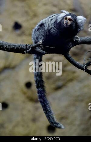 Gewöhnliches Murmeltier (Callithrix jacchus), das in einem Ast ruht Stockfoto