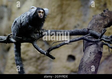 Gewöhnliches Murmeltier (Callithrix jacchus), das in einem Ast ruht Stockfoto