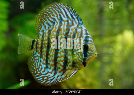 Symphysodon Discus in einem tropischen Aquarium Stockfoto