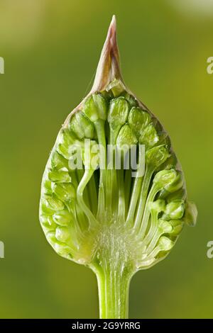 Im Inneren eines Allium sphaerocephalon Blütenkopfes, bevor es sich zu einer schönen roten Kugelblume geöffnet hat. Makro-Nahaufnahme einer ungeöffneten Blütenknospe Stockfoto