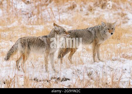 Zwei Kojoten im Schnee mit langem Gras Stockfoto