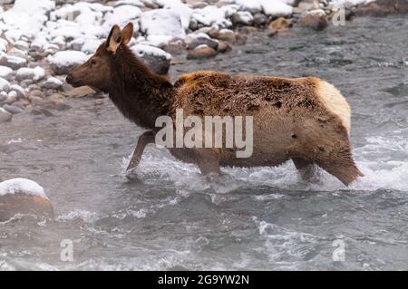 Elchkuh überquert im Winter einen wild strömenden Fluss in Yellowstone Stockfoto