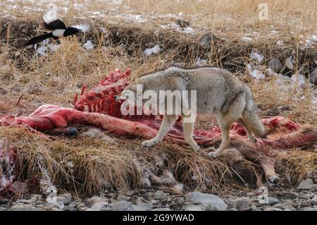 Kojoten essen von einem Elchkadaver, der im Winter in Yellowstone von Wölfen getötet wurde Stockfoto