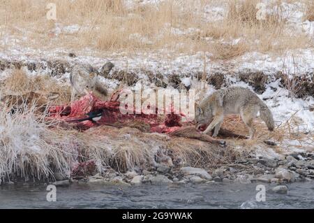 Kojoten essen von einem Elchkadaver, der im Winter in Yellowstone von Wölfen getötet wurde Stockfoto